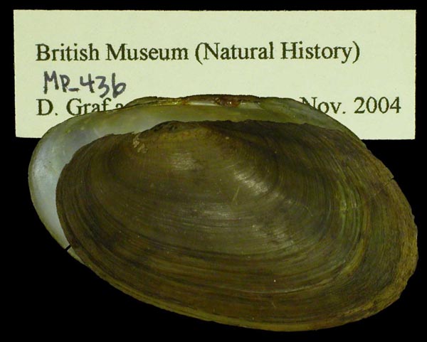 image of lot BMNH_MP_436