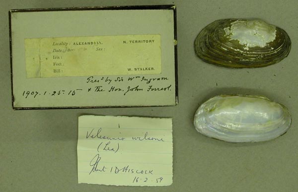 image of lot BMNH_1907-1-25-15 image of lot BMNH_1907-1-25-15