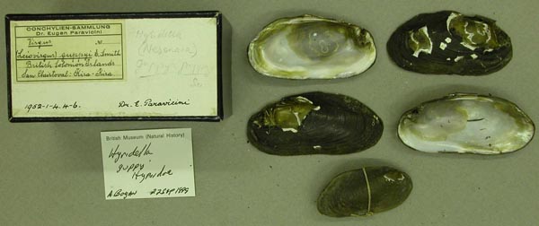 image of lot BMNH_1952-1-4-4-6