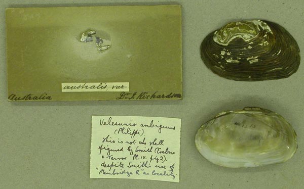 image of lot BMNH_1952-10-28-1