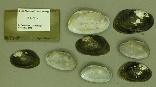 image of lot BMNH_40-6-29-2-5 image of lot BMNH_40-6-29-2-5