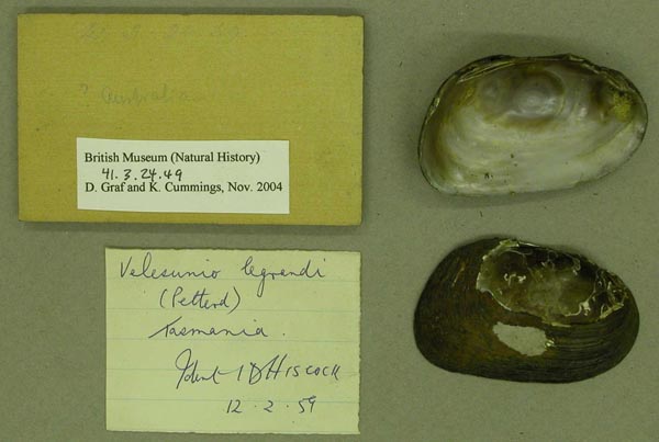 image of lot BMNH_41-3-24-49