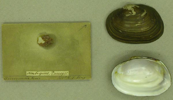 image of lot BMNH_50-9-25-115