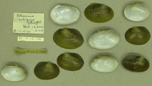 image of lot BMNH_59-10-12-104