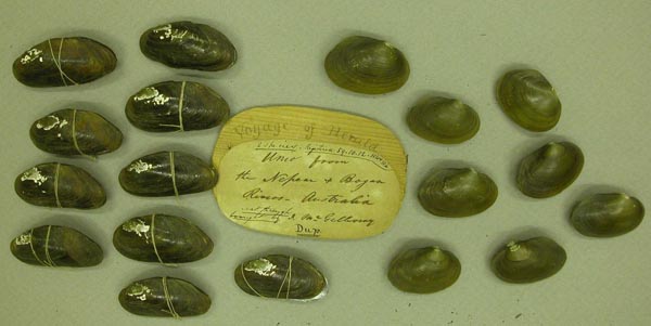 image of lot BMNH_59-10-12-104