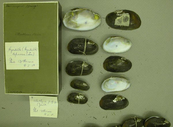 image of lot BMNH_89-10-25-11-23 image of lot BMNH_89-10-25-11-23