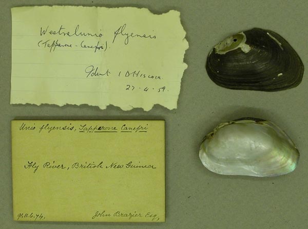 image of lot BMNH_91-11-6-74