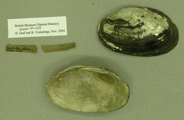 image of lot BMNH_MP_039 image of lot BMNH_MP_039