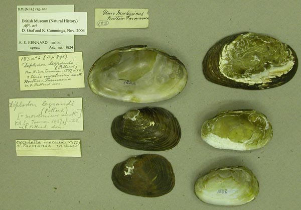 image of lot BMNH_MP_106