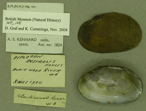 image of lot BMNH_MP_108 image of lot BMNH_MP_108