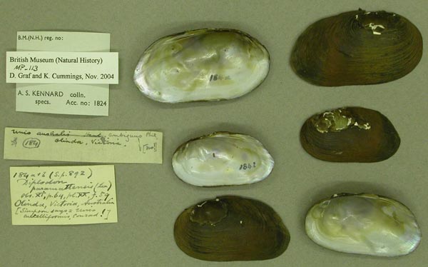 image of lot BMNH_MP_113 image of lot BMNH_MP_113