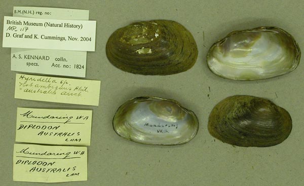 image of lot BMNH_MP_117 image of lot BMNH_MP_117