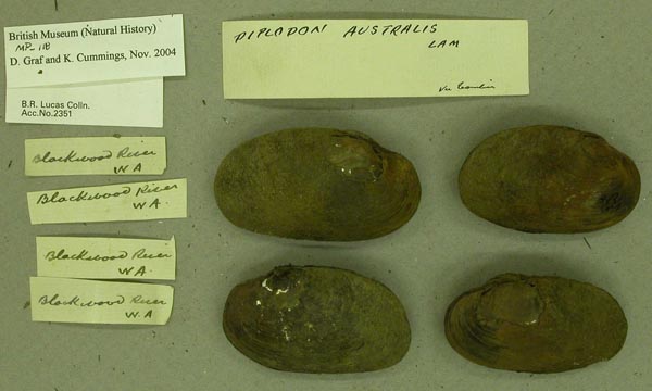 image of lot BMNH_MP_118 image of lot BMNH_MP_118