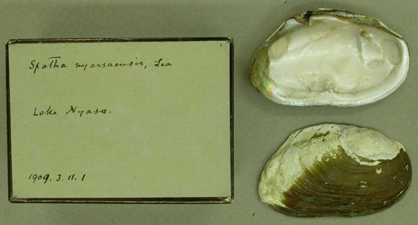 image of lot BMNH_1909-3-11-1