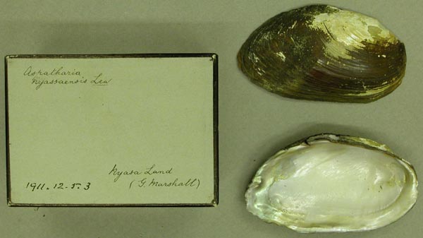 image of lot BMNH_1911-12-5-3