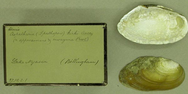 image of lot BMNH_87-12-2-1