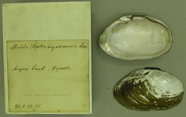 image of lot BMNH_93-8-23-55