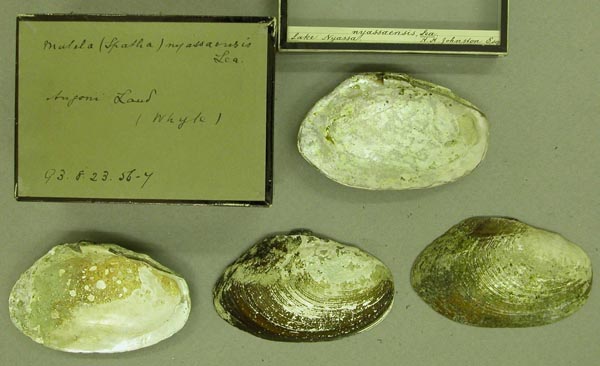 image of lot BMNH_93-8-23-56-57