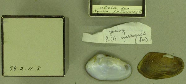 image of lot BMNH_98-2-11-8