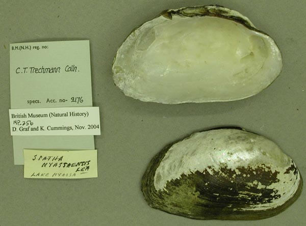 image of lot BMNH_MP_256