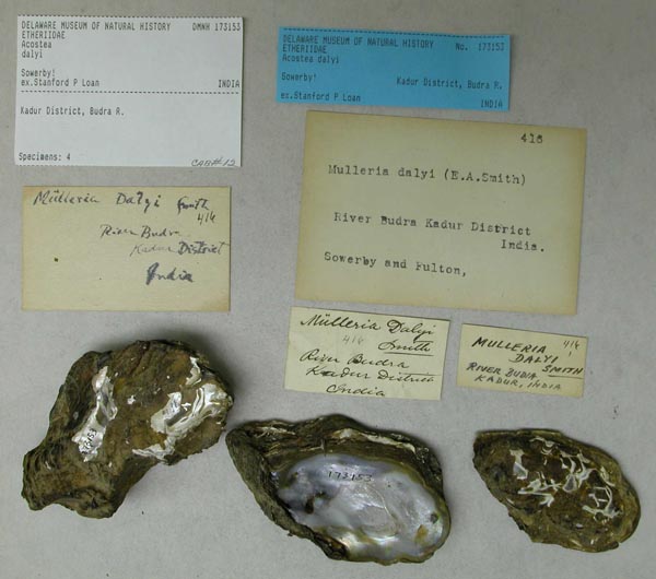 image of lot DMNH_173153