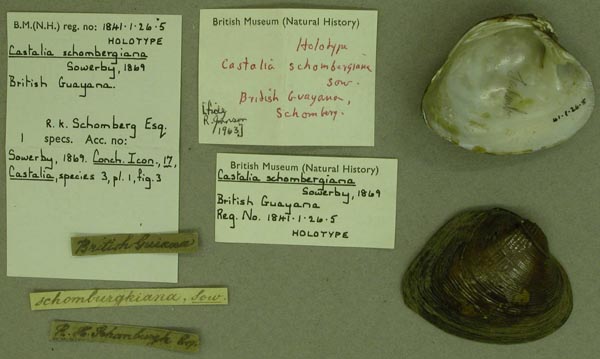 specimen