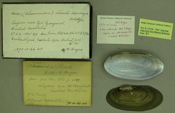 image of lot BMNH_1870-10-26-40 image of lot BMNH_1870-10-26-40