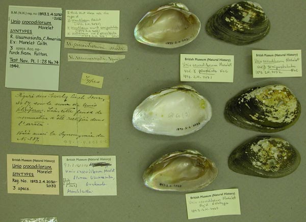 image of lot BMNH_1893-2-4-2031