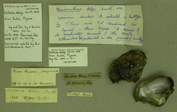 image of lot BMNH_1897-11-19-1