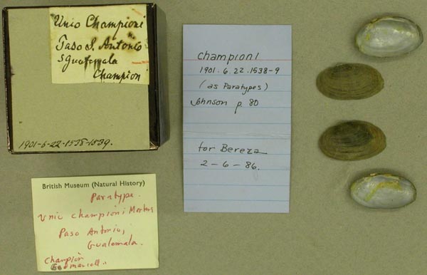 image of lot BMNH_1901-6-22-1538-1539