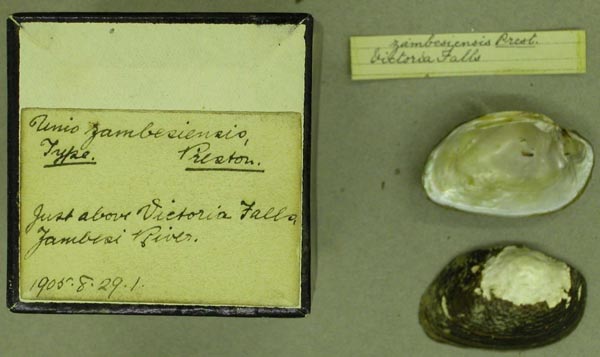 specimen