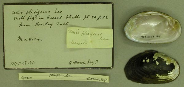 image of lot BMNH_1907-10-28-181