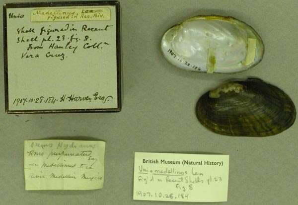 image of lot BMNH_1907-10-28-184 image of lot BMNH_1907-10-28-184