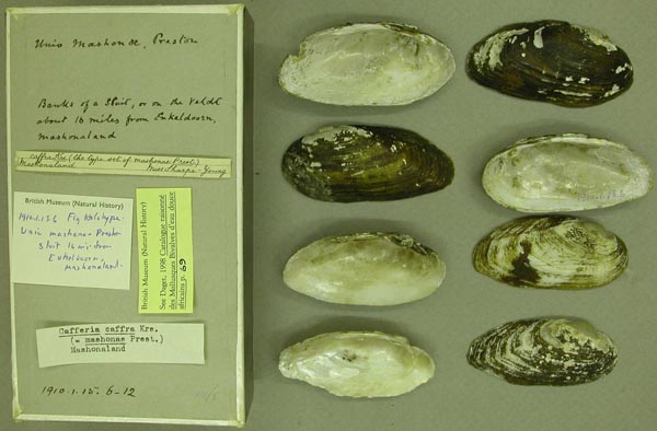 image of lot BMNH_1910-1-15-6