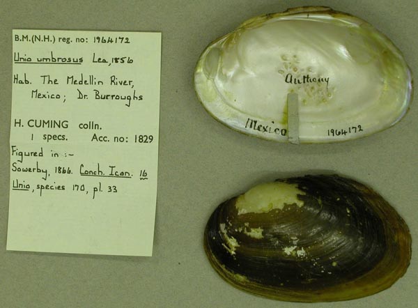 image of lot BMNH_1964172