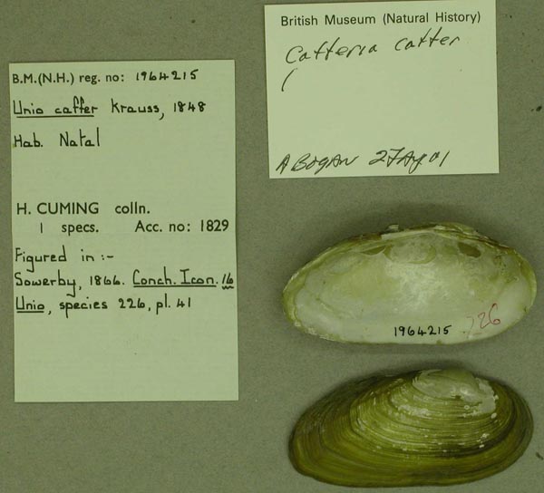 image of lot BMNH_1964215