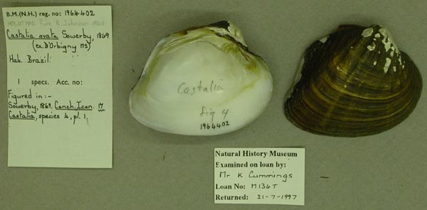 specimen