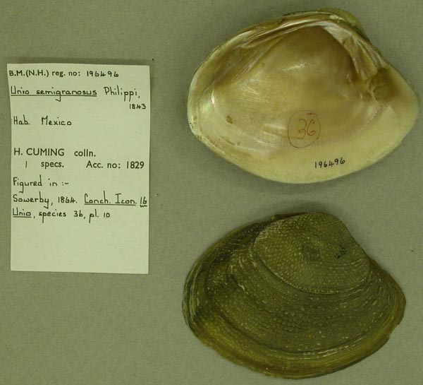 image of lot BMNH_196496