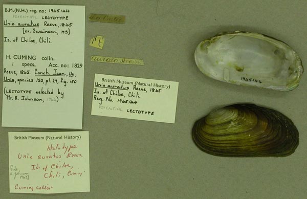 specimen