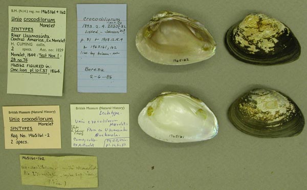 image of lot BMNH_1965161-162