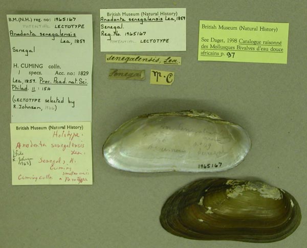 specimen