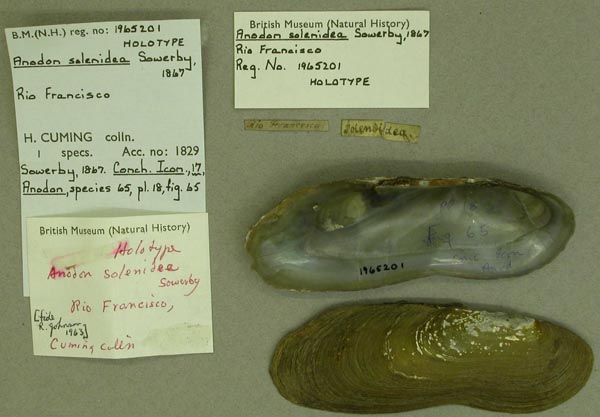 specimen
