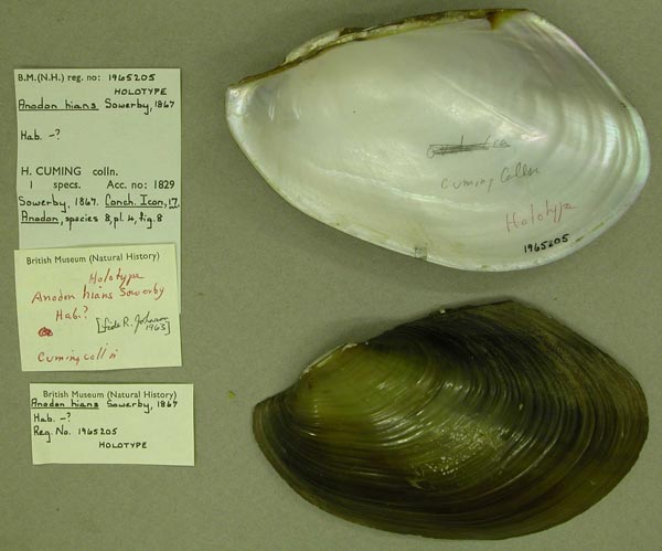 specimen