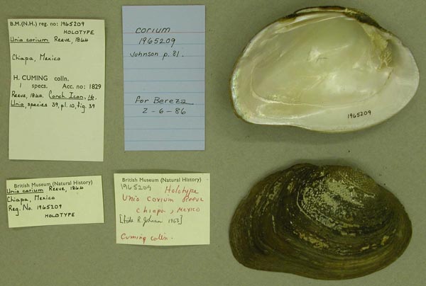 image of lot BMNH_1965209