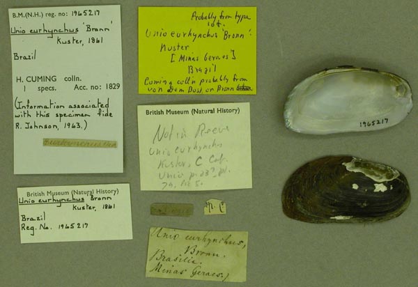 specimen
