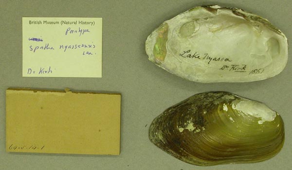 image of lot BMNH_64-5-14-1