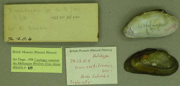 image of lot BMNH_74-12-11-4