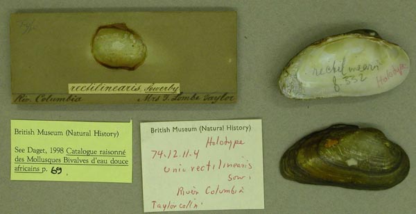 image of lot BMNH_74-12-11-4