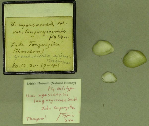 specimen