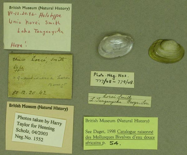 specimen